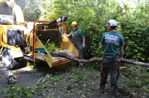 tree services West Melbourne